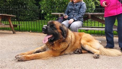 Lionhound Or Leonberger We Met In London Near Royal