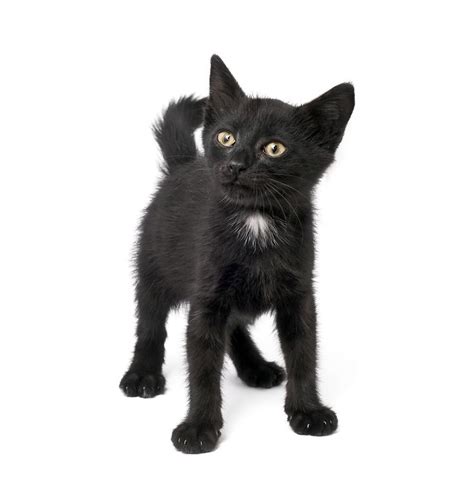 Black Kitten Black Kitten Kittens And Puppies Kitten