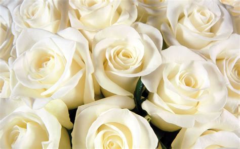White Roses The Only Color Rose I Will Accept White Roses Rose