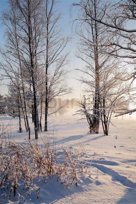 Beautiful Winter Scenery With Morning Sun Shining On Foggy