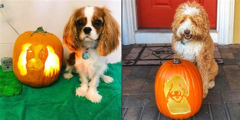 Dog Jack O Lantern Halloween Trend 2017 8 Dog Pumpkin Carving Patterns