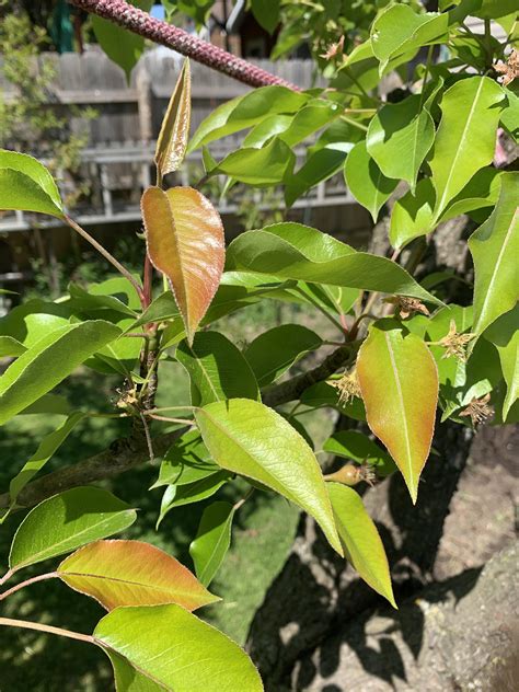 Why Are My Pear Tree Leaves Turning Red Rgardening