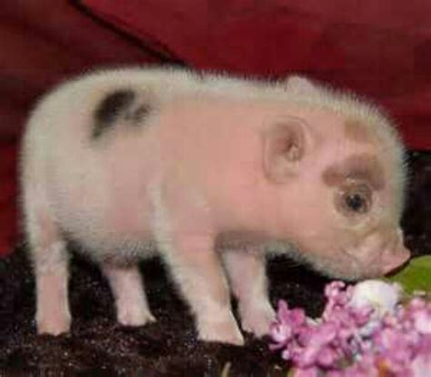 Cute Teacup Pig My Favorite Animal In The Whole World Besides Dogs