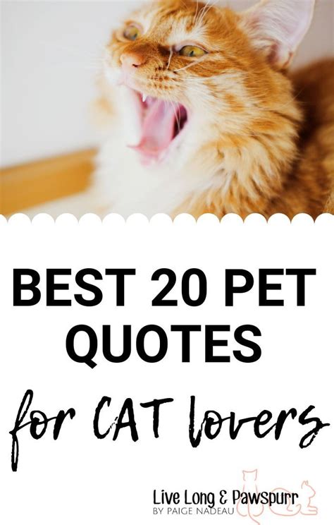 Funny Quotes For Cat Lovers Shortquotescc
