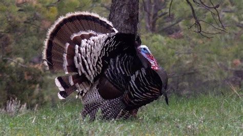 Wild Merriams Turkey Strutting Drumming Spitting And Dragging