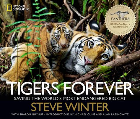 Tigers Forever Saving The Worlds Most Endangered Big Cats Whowhatwhy