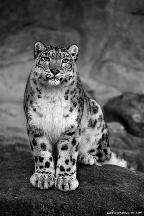 Snow Leopards Snow Leopard Portraits By Stephan Brauchli Stephan