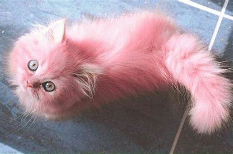PÉrola Cat Cute Animals Pink Cat Crazy Cats