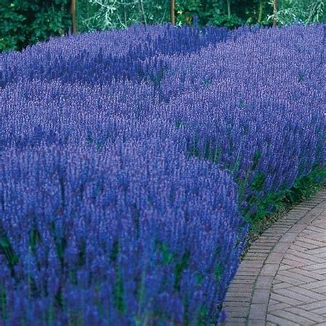 Fluffy spikes of astilbe flowers appear in summer and add color to dark this vine is hardy in zones 9 and above, liking full sun and consistently damp soil. Blue Queen Salvia ... On Sale at Spring Hill Nursery | Sun ...