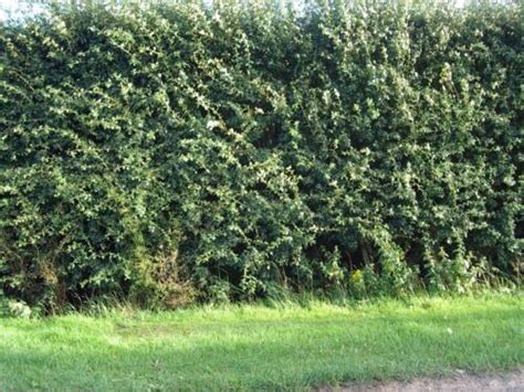 50 Hawthorn 2 3ft Hedgingplantswhitethornquickthornthorny Native