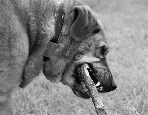 I have a quirky little habit that i bet some of you share. Natural Ways to Clean Dogs' Teeth Without Using Toothpaste ...