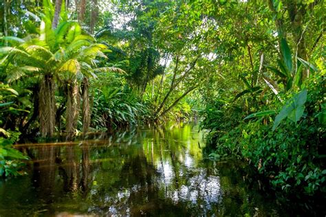 Amazon Rainforest Packing List And Essential Information Realwords