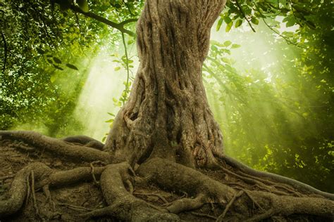 大树树根图片 地上布满的大树树根素材 高清图片 摄影照片 寻图免费打包下载