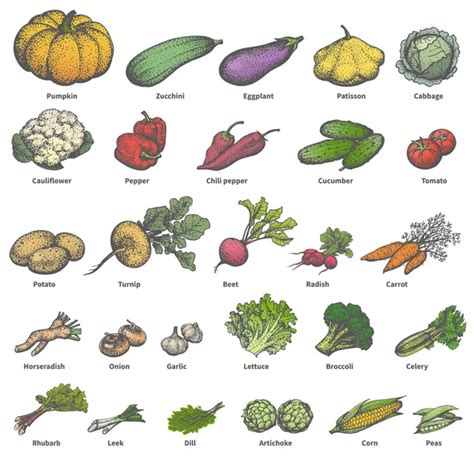 Verduras Frescas Con Nombres Imágenes De Stock De Arte Vectorial