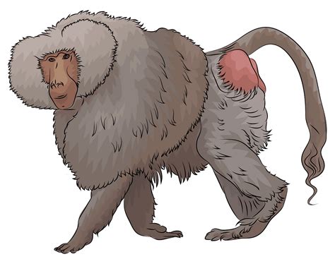 Free Baboon Cliparts, Download Free Baboon Cliparts png ...
