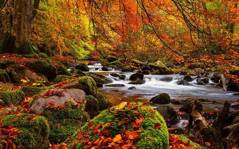 Forest Fall Water Rocks Autumn Leaves Stream Trees