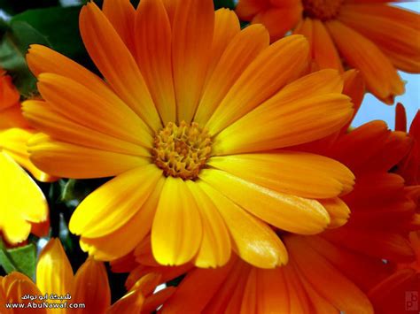 صورة صور ازهار رائعة , مجموعة متميزة مختلفة الوانها 2888 2