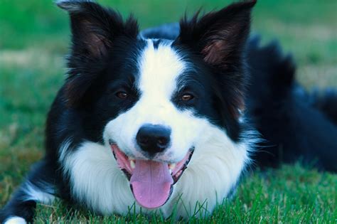Photo Border Collie Dogs Snout Grass Head Animal Staring