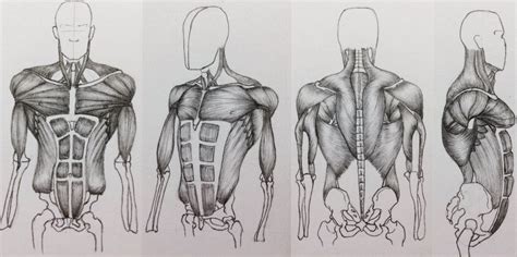 Snapshot Of Muscles In Torso Skeletal Torso Anatomy By Badfish81 On