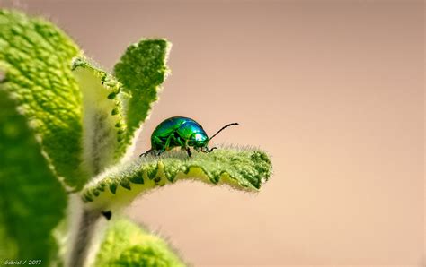 Close Up Photography Of Green Bug On Green Leaf Plant Hd Wallpaper