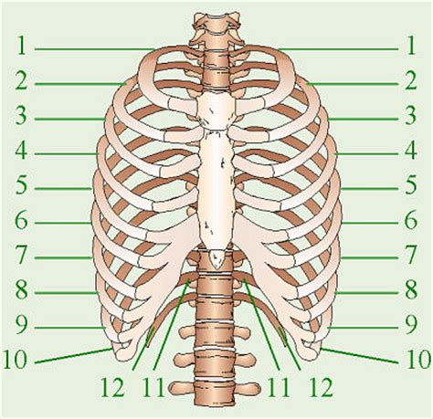 The ribs, along with the thoracic vertebrae, sternum, and costal cartilages, make up the thoracic cage, also known as the bony thorax. How Many Ribs?