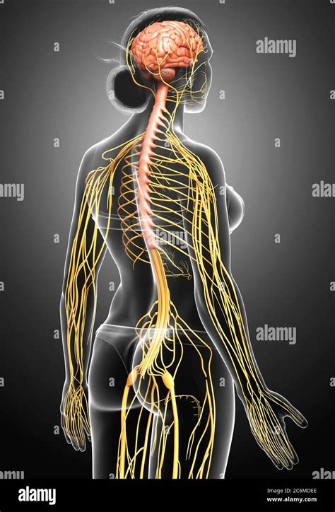 3d Rendered Medically Accurate Illustration Of A Female Nervous System