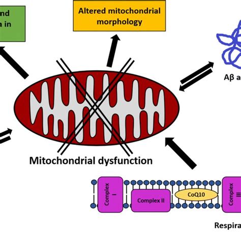 Mitochondrial Dysfunction In Parkinsons Disease The Figure Summarizes