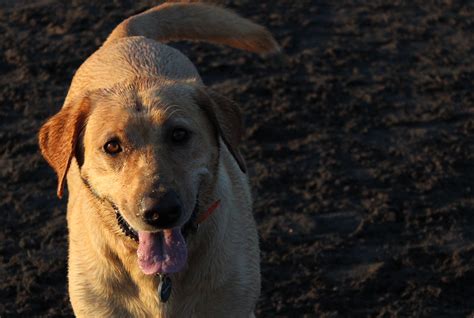 2560x1440 Wallpaper Yellow Labrador Retriever Peakpx