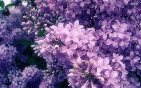 888 Lilac Background Purple Cho điện Thoại đẹp Tải Miễn Phí
