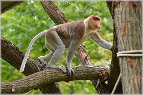 The Proboscis Monkey 5 Free Stock Photo Public Domain Pictures