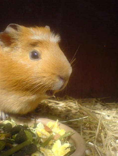 Irti Funny Picture 558 Tags Guinea Pig Hamster Shocked Gasp