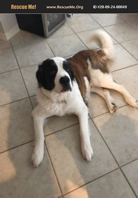 I've had many calls as of late from prospective sellers/clients and friends wanting more information on what are their options when they are struggling and only weeks away from losing their home! ADOPT 20092400049 ~ Saint Bernard Rescue ~ Wilmington, NC