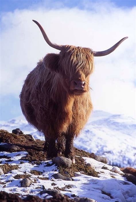 In Snow Highland Cattle Highland Cow Scottish Highland Cow
