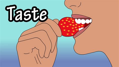 how does taste work how do taste buds work structure of the tongue structure of taste buds