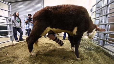 Cow Walks With Prosthetic Leg Youtube