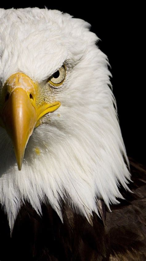 American Eagle Desktop Wallpapers Top Free American Eagle Desktop