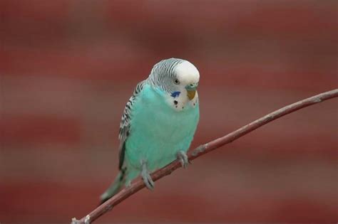 Blue Parakeets 5 Step Complete Care And Color Mutation Guide Pets