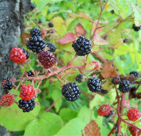 Wild Black Raspberry Raspberry Types Of Berries Black Raspberry