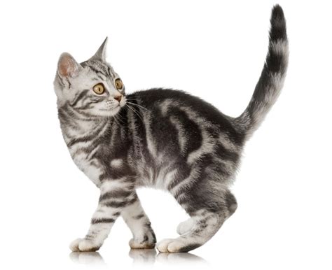 All breeds dachsund dilute calico domestic long hair domestic short hair siamese tabby tortoiseshell turkish van tuxedo. Information About the Domestic Shorthair Cats That'll Make ...