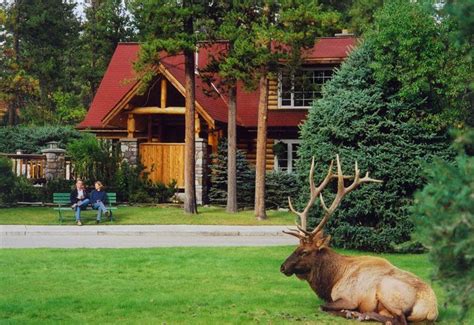 We did not find results for: Alpine Village in Jasper National Park Alberta Canada ...