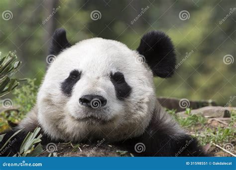 Giant Panda Bear Asleep Closeup Stock Image Image Of Black Head
