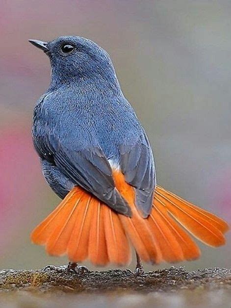 584 Best Flycatchers Images On Pinterest Beautiful Birds Birds And