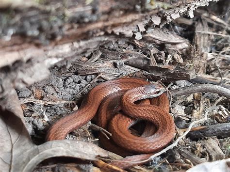 Red Bellied Snake Storeria Occipitomaculata At Herpedia™com