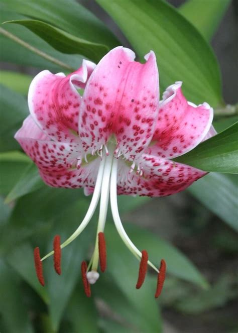 Lilium Uchida Pink And White Flower For Your Garden