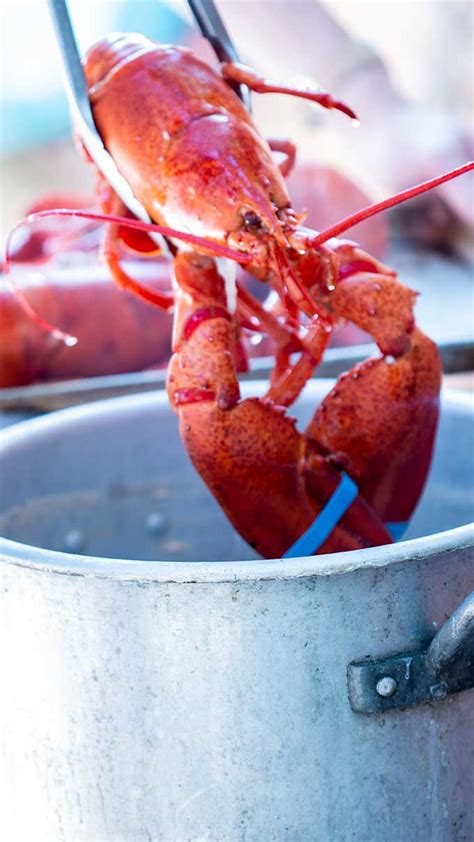 How To Cook Live Lobster Cooked Out Of Pot On The Go Bites