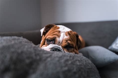 A few of the most common causes of chronic dry eye in bulldogs include: What is Cherry Eye in Dogs? | Cuteness