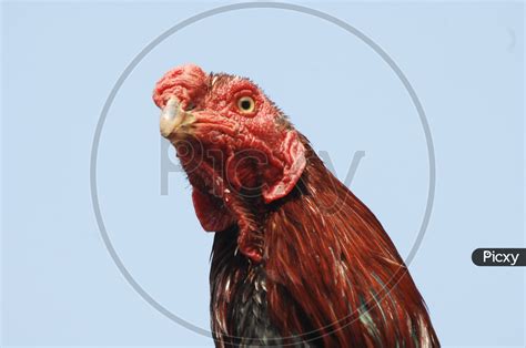 image of indian red cock or hen fs610989 picxy