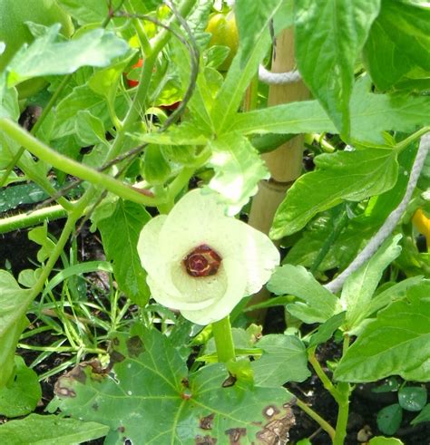 Growing Greener In The Pacific Northwest Can Okra Be Grown In The
