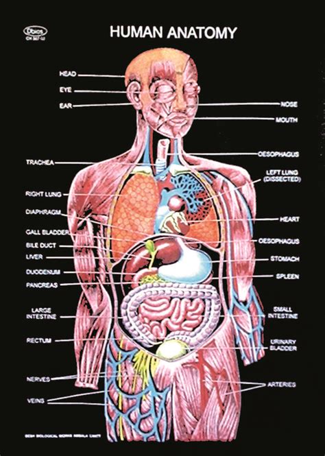 Anatomy Map Of Human Organs