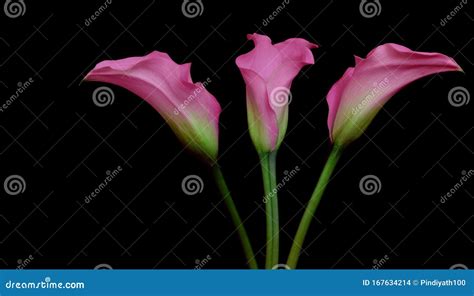 Three Elegant Pink Calla Lilies Close Up Stock Photo Image Of Elegant
